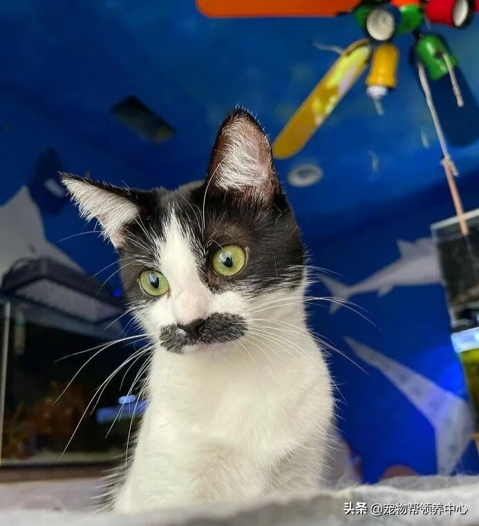 猫咪天生脸圆小鼻子大眼,猫咪小时候有多可爱长大就有多帅