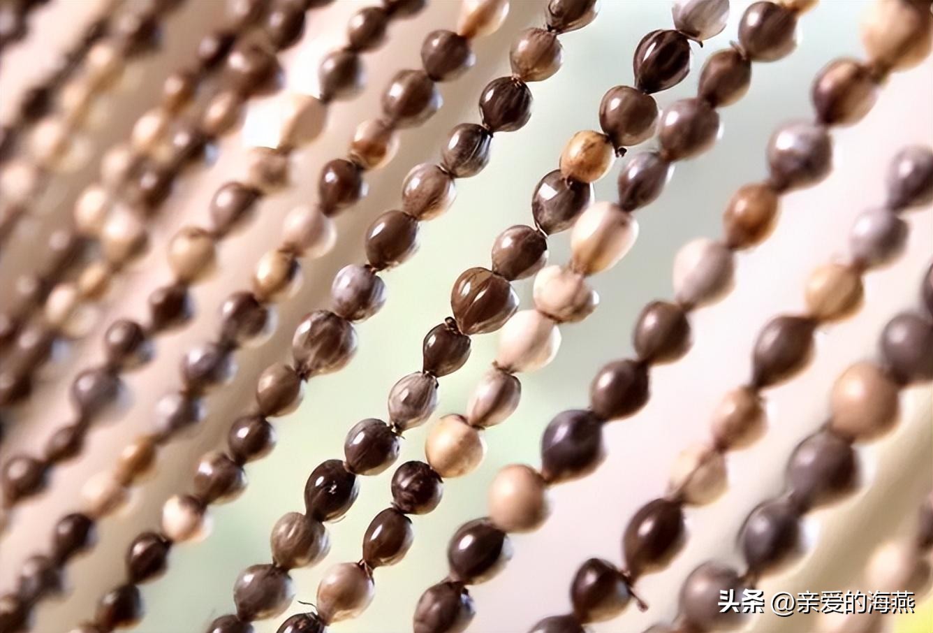 农村常见的草珠子,农村的草珠子有什么作用吗