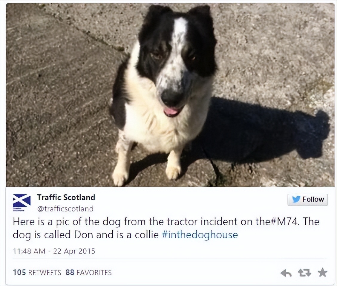 怎么教边牧用各种按钮说话,开拖拉机技术讲解