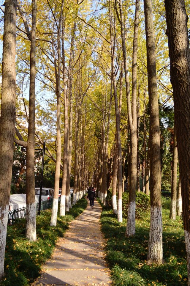 杭州周边赏秋好去处,杭州赏秋最佳攻略