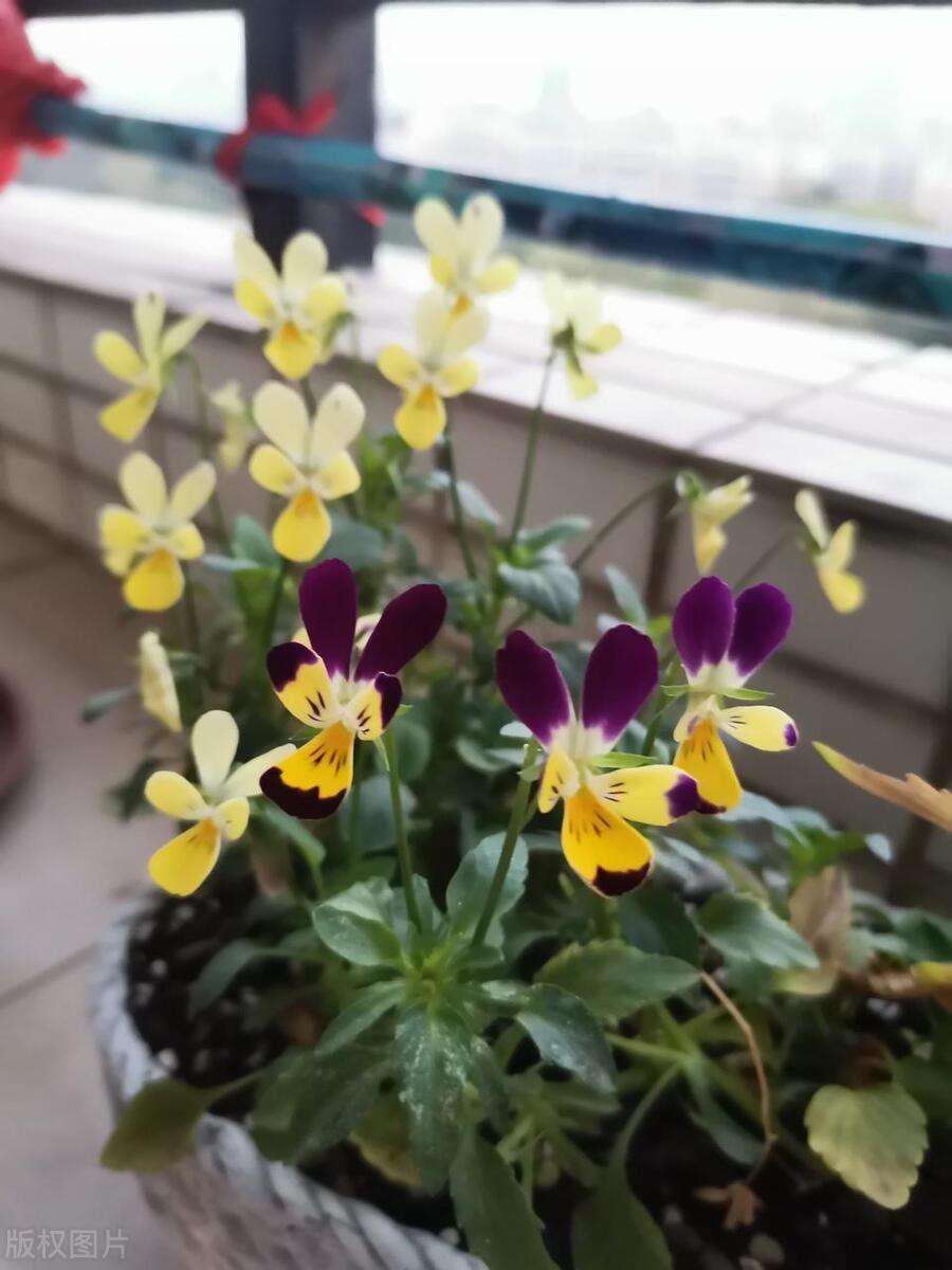 窗台养的小花,窗台上好养活的花