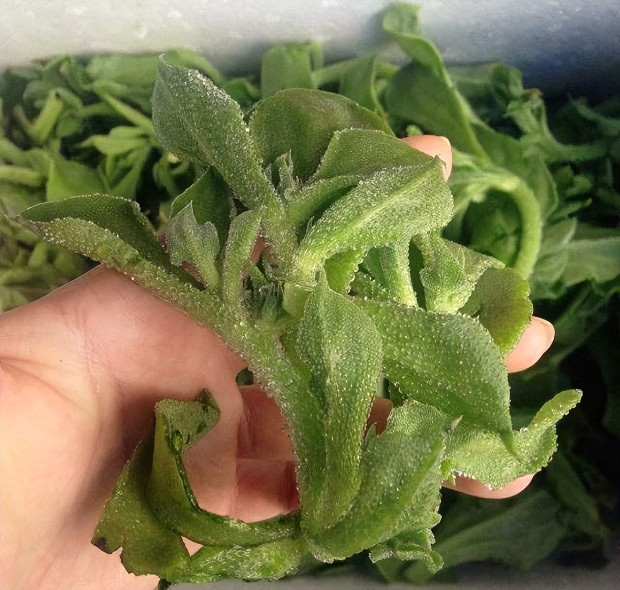 多肉冰叶日中花，非洲人当肥皂用，日本人当护肤品，中国人：好吃