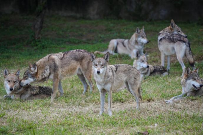 这里有只熊猫会叉腰!——上野的一大波“萌”兽来袭