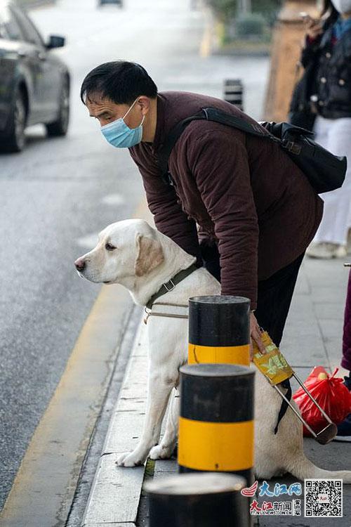 世上第一只导盲犬,一只合格导盲犬的故事