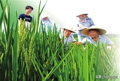 天津开展“原种”保卫战已搜集整理656份种质资源