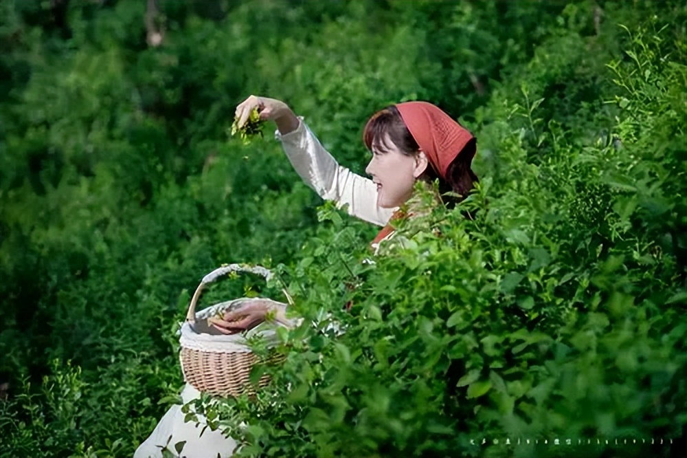 茶产业前景,茶产业高质量发展