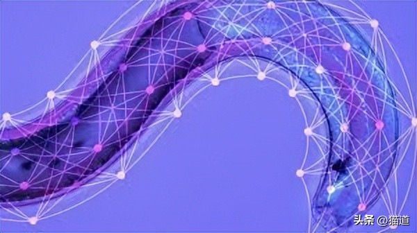 神经网络预测股票,神经网络股票分析