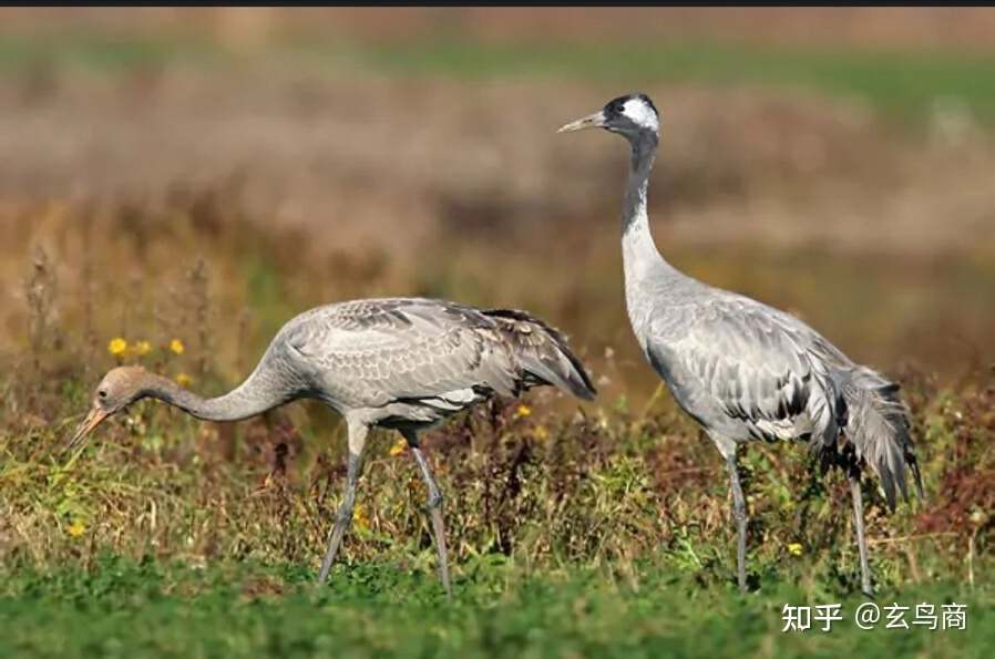 山海经2012白话全译彩图版pdf,山海经海外西经是指哪里