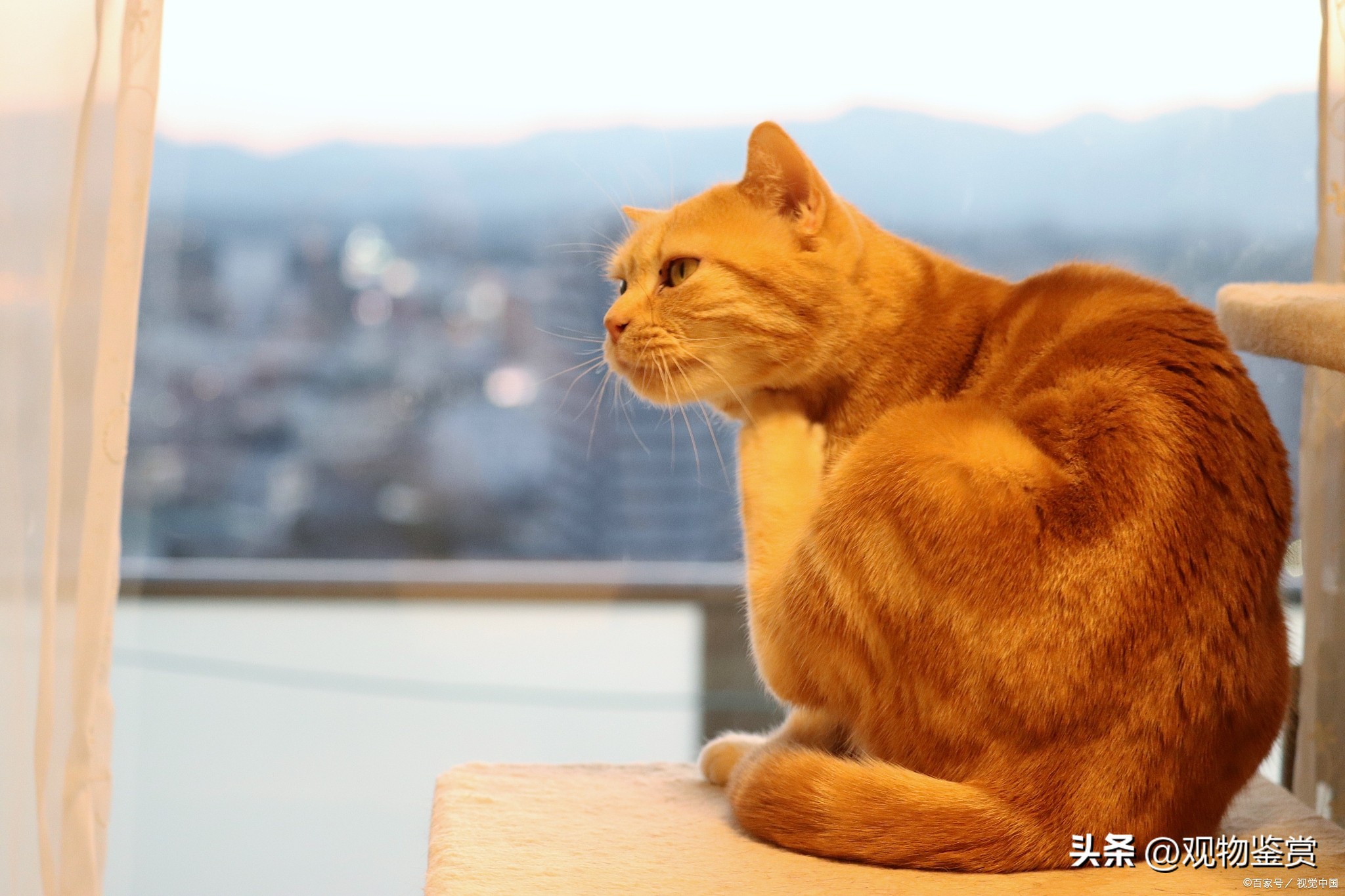 橘猫公猫独有特征是什么,橘猫是公猫还是母猫呢