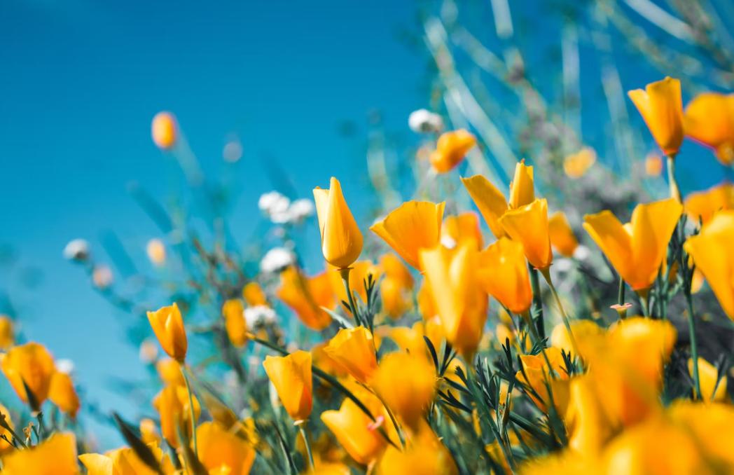 梁思成和林徽因孩子现在情况,林徽因和梁思成在学习的过程中