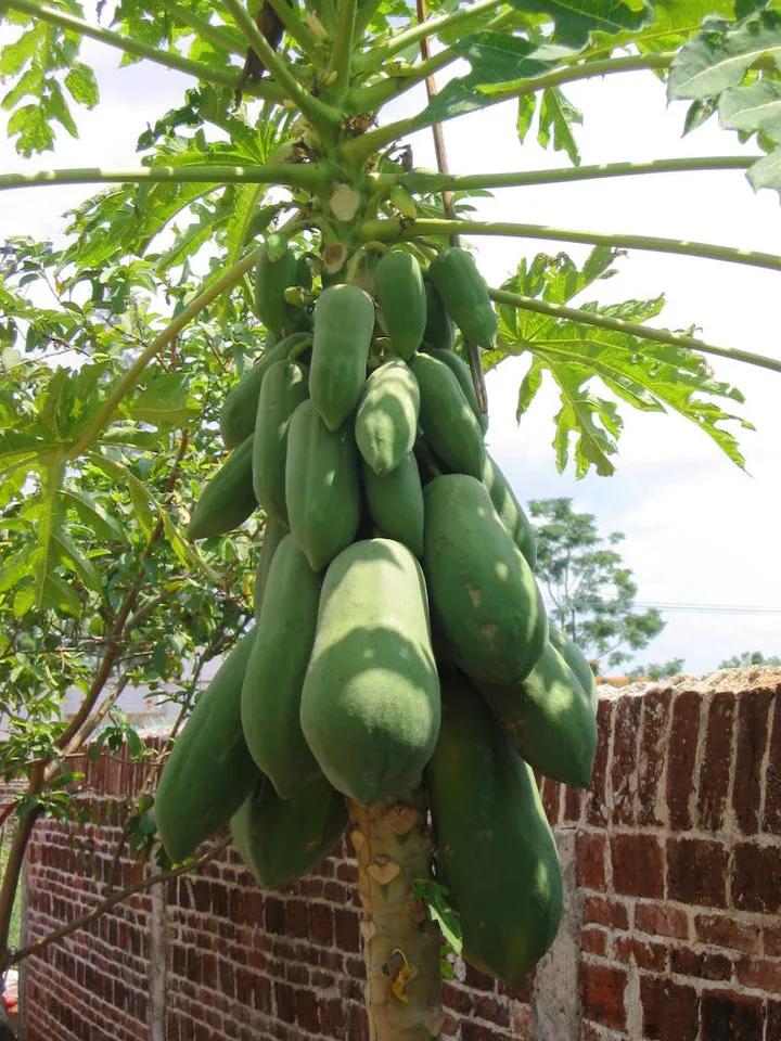 100多种罕见水果欣赏,100种罕见水果名字