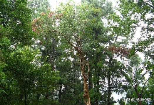 楼上千年古寨,漫步幽悠古寨图片