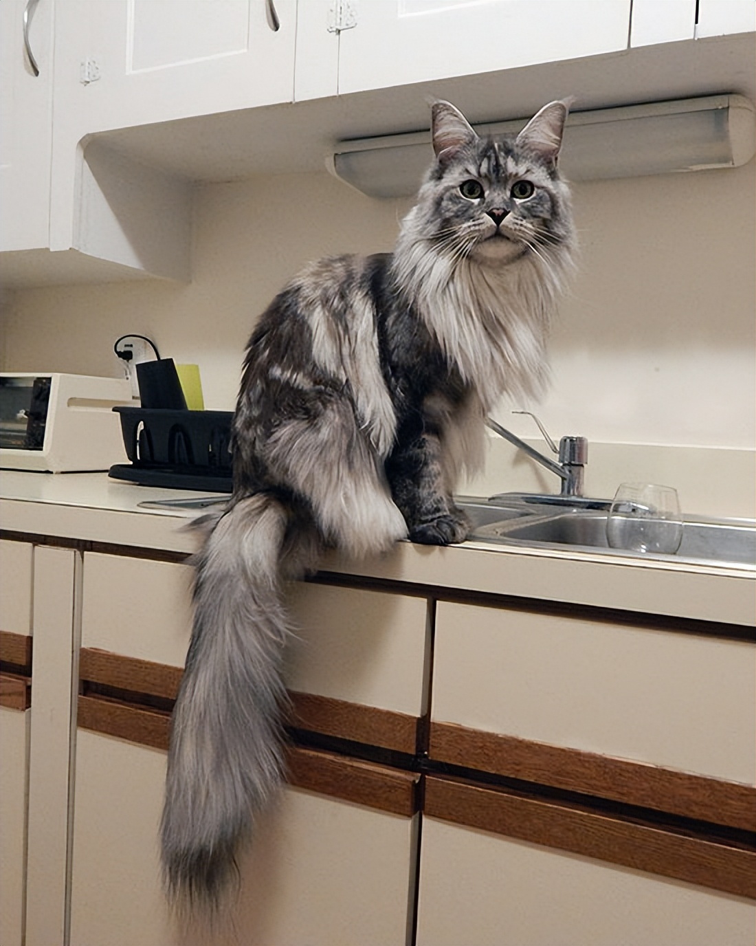 缅因猫好不好呀,缅因猫有不凶的吗