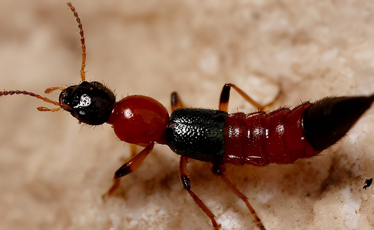 不咬人的虫子,不咬人的昆虫