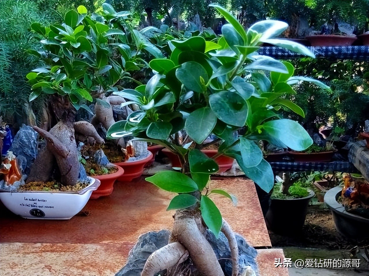 人参榕盆景小叶大叶对比图,人参榕树盆景造型精品