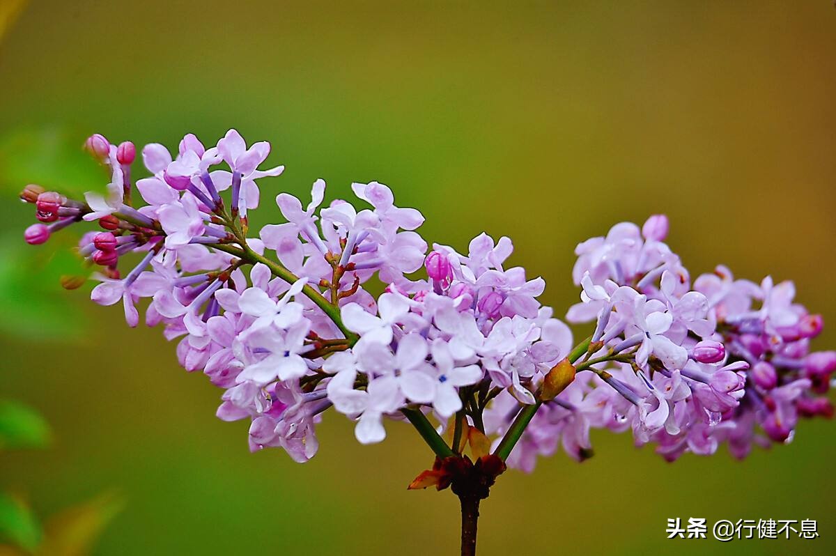 洒落最经典十首梨花诗句,赞美梨花一枝春带雨的诗句