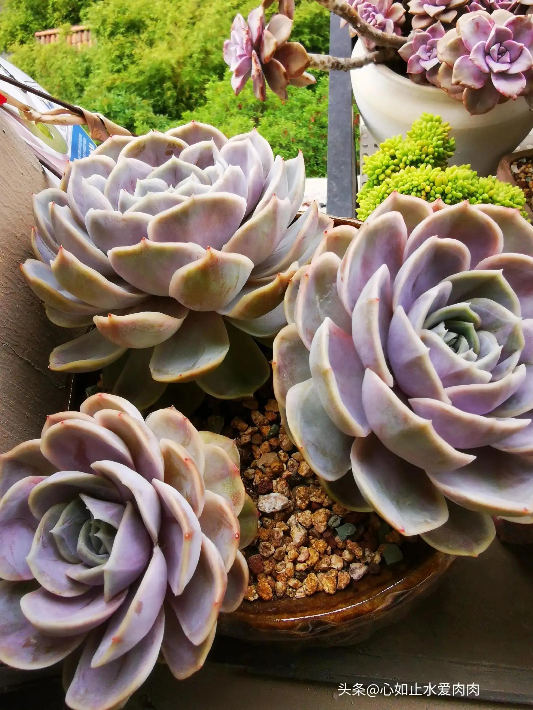 紫色是高级的浪漫,紫色是浪漫的最高级色调