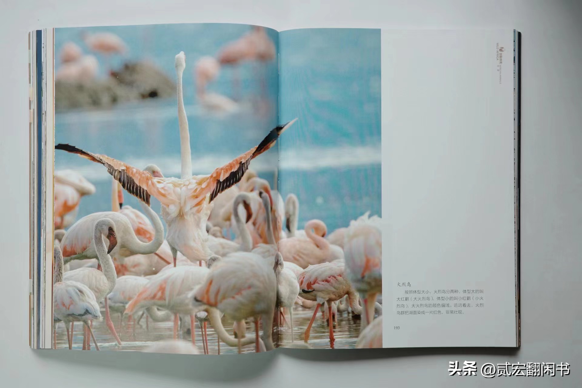 好想去非洲看动物大迁徙呀!先靠这书解馋吧