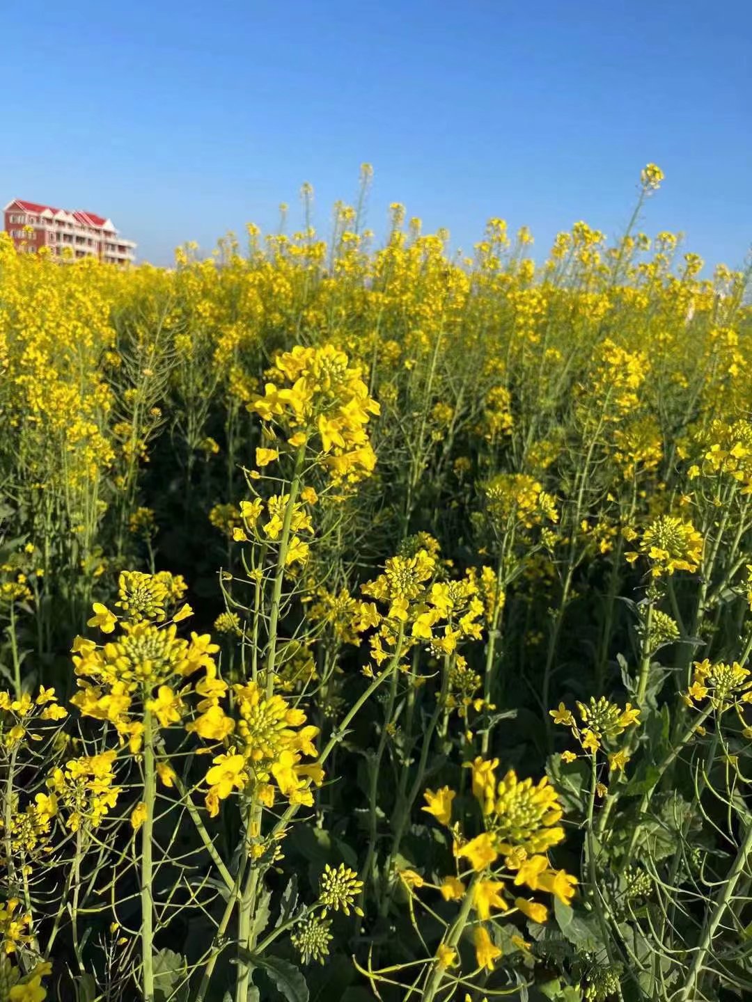 5.98万缤果实测,5.98万缤果配置