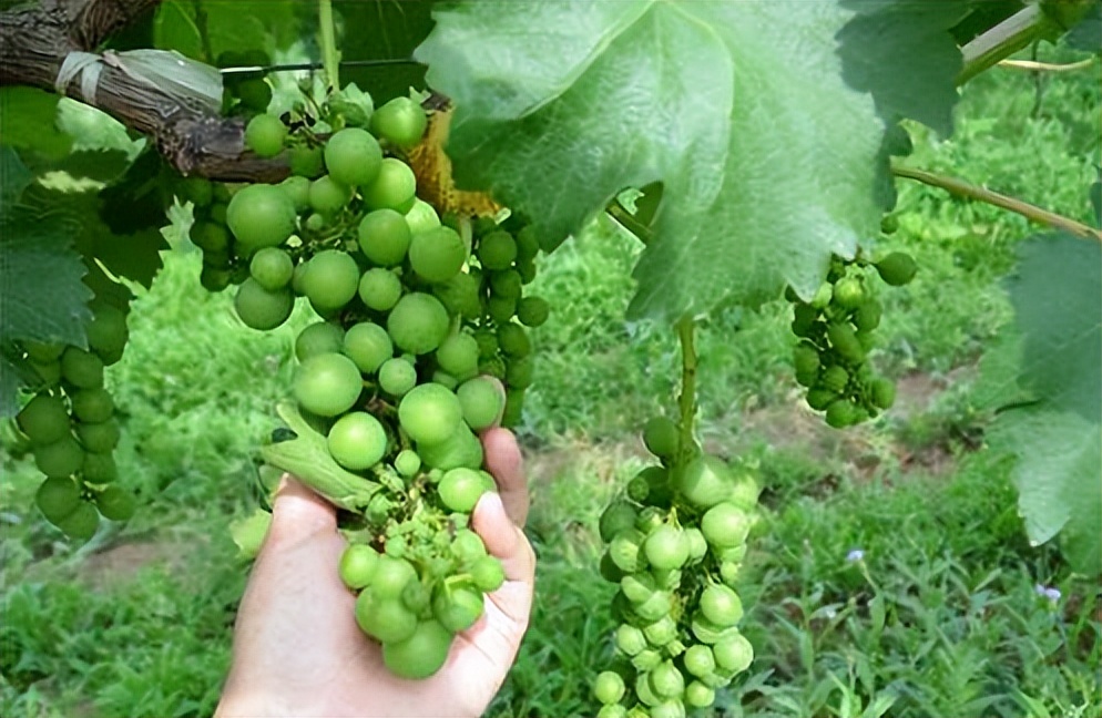七月葡萄熟了怎么办,七月葡萄为什么还长穗