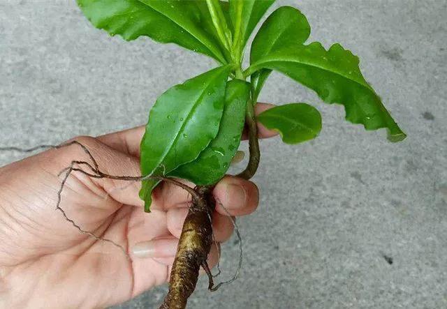 网购人参有什么坑,淘宝卖几十块的人参靠谱吗