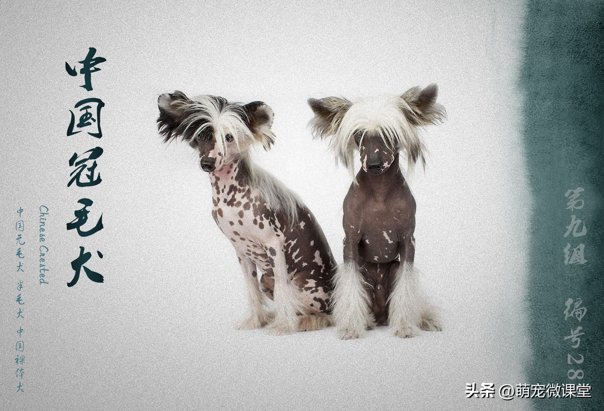 盘点我国本土犬种，有没有你们家乡的犬种？