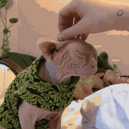 公猫不建议养的10种猫,这5种猫很忠诚一辈子值得养一只