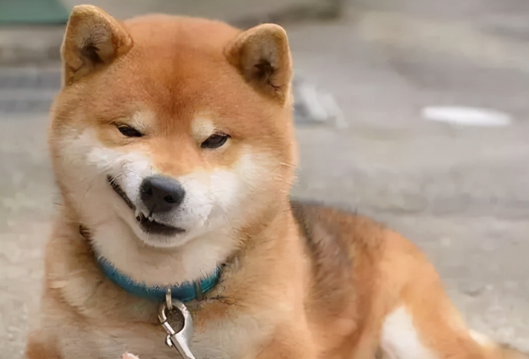 狗狗怎么不吃东西是什么原因,狗狗一般在什么情况下不吃东西