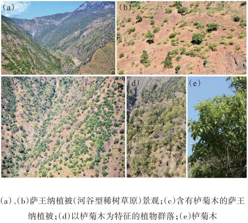 菊花近缘野生种质资源研究进展及保护建议|科技导报