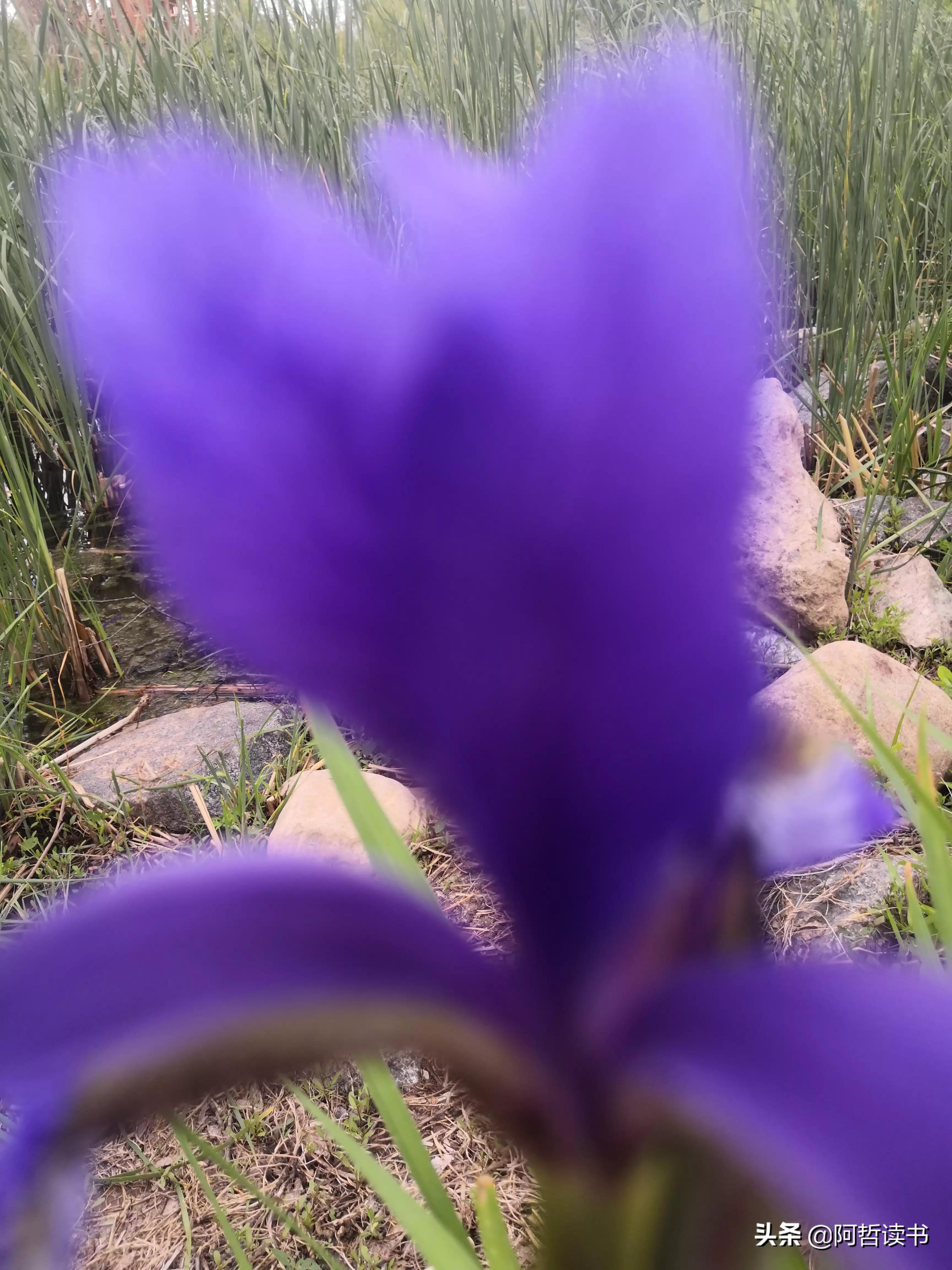 婀娜多姿鸢尾花,鸢尾花婀娜多姿