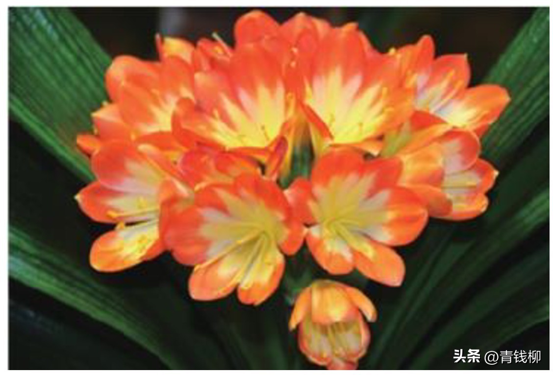 普通观花君子兰品种,花卉君子兰的养殖方法和技巧