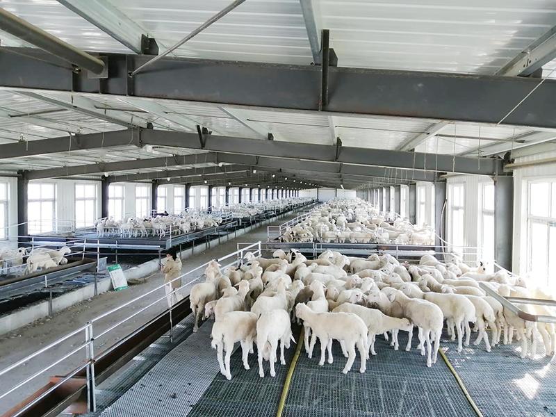 规模化养殖绵羊,规模化绵羊养殖场