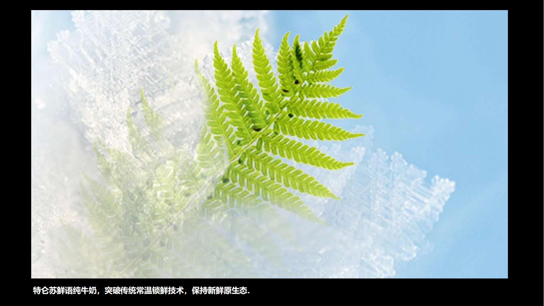 蒙牛特仑苏营销策划,蒙牛特仑苏广告词