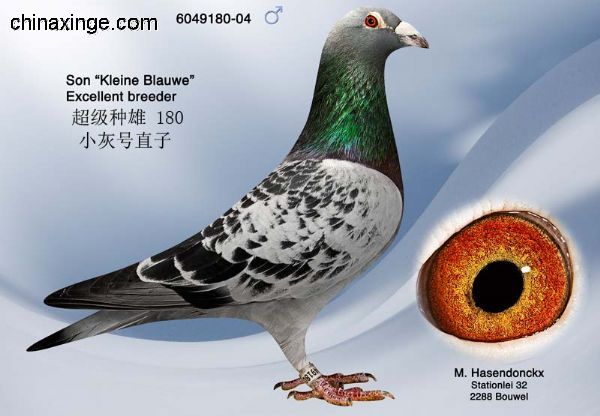 善良比利时莫里斯,比利时速度狂魔