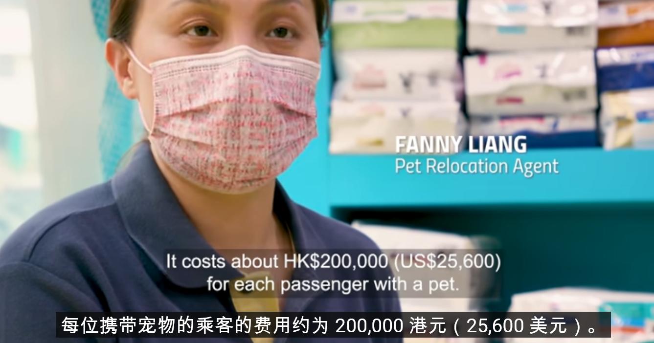 香港小伙月薪2万,执意要带2只猫移民英国,积蓄连机票都买不起