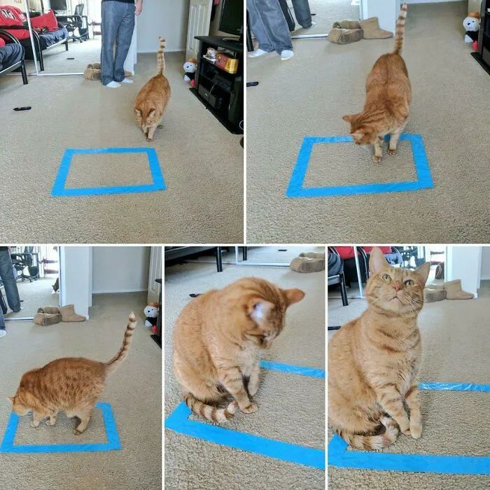 一对可爱猫咪照片,可爱小猫猫超萌照片戴头套