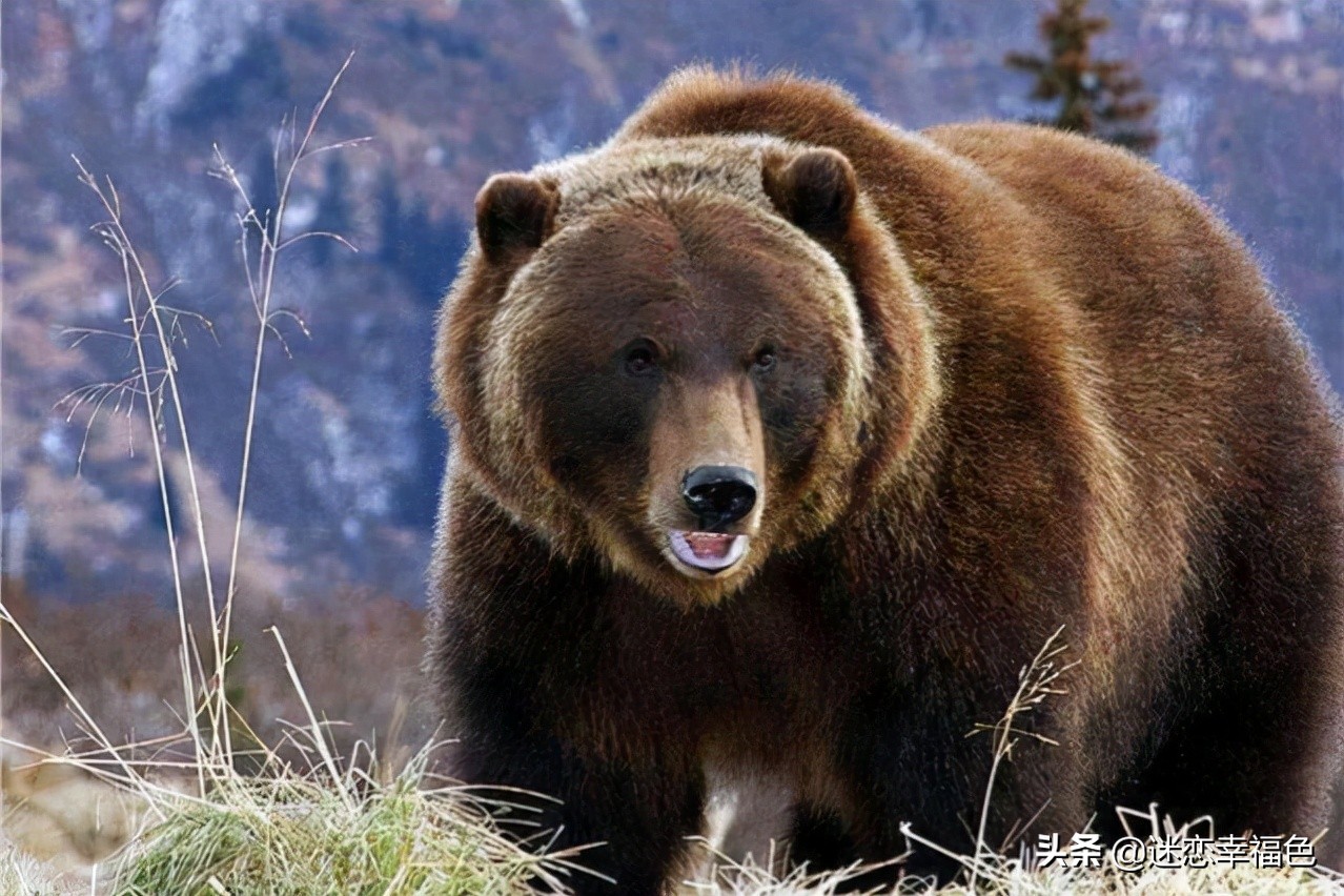 大黑熊伤人,黑熊是怎么伤人的