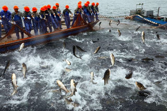 400万尾鲢鳙投放千岛湖,鲢鳙投放千岛湖
