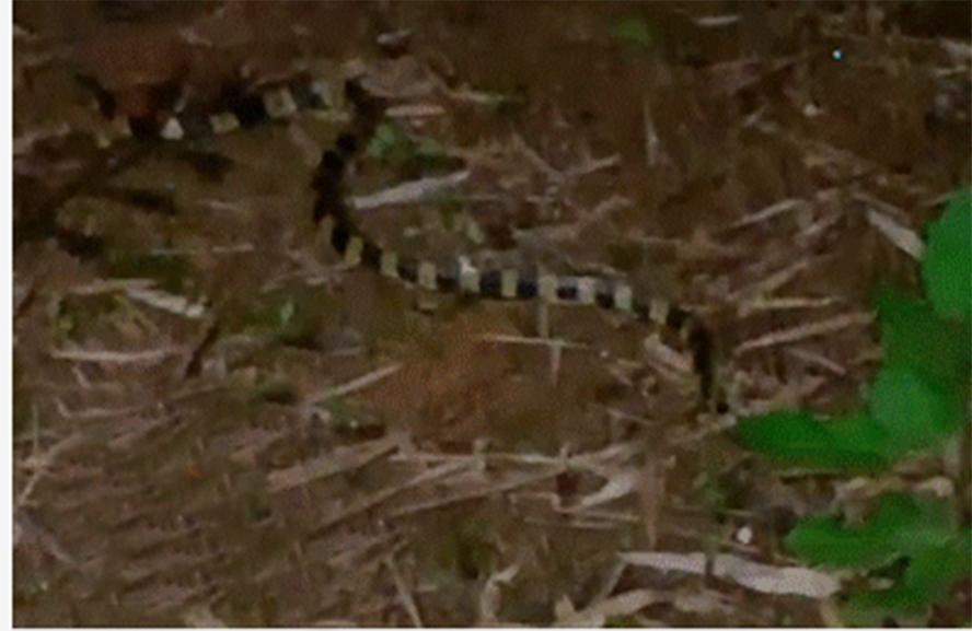 金环蛇的危险,最吓人的金环蛇