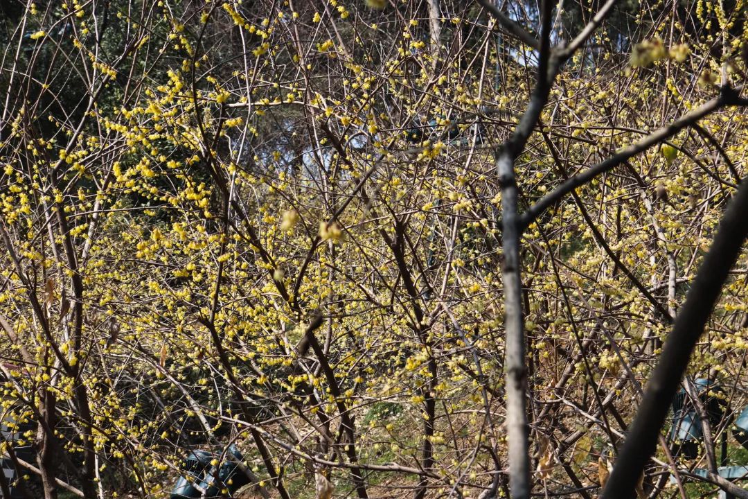 花海遇知音的下一句,花海遇知音汉阳喊你来赏花