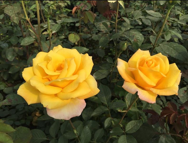 这四种月季颜值高刺又少新手必入,推荐8款高颜值月季