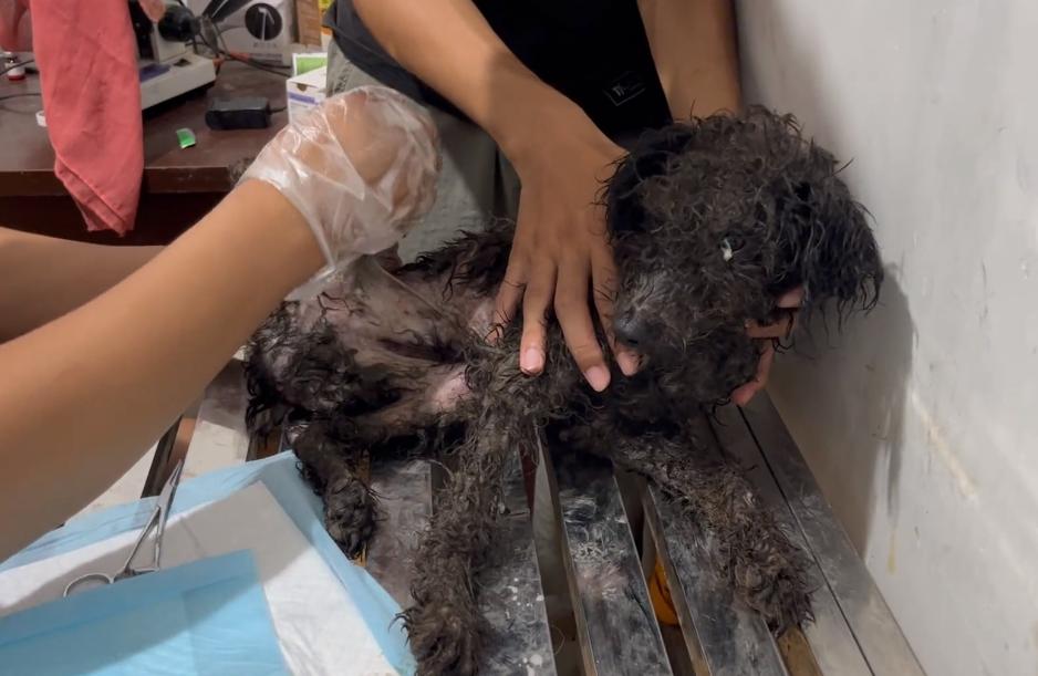 浑身湿淋淋的狗,浑身发臭的狗