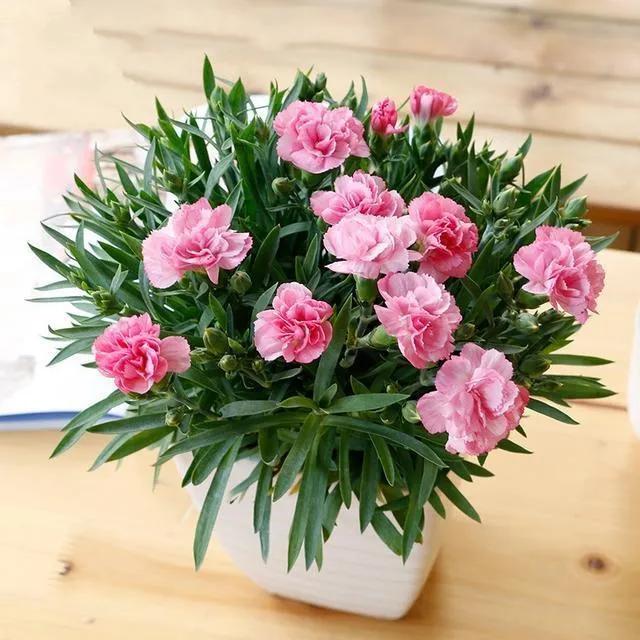 献给母亲节完整版,献给母亲节一首歌