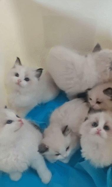 网友养了70只布偶猫,有人家里养了110只布偶猫