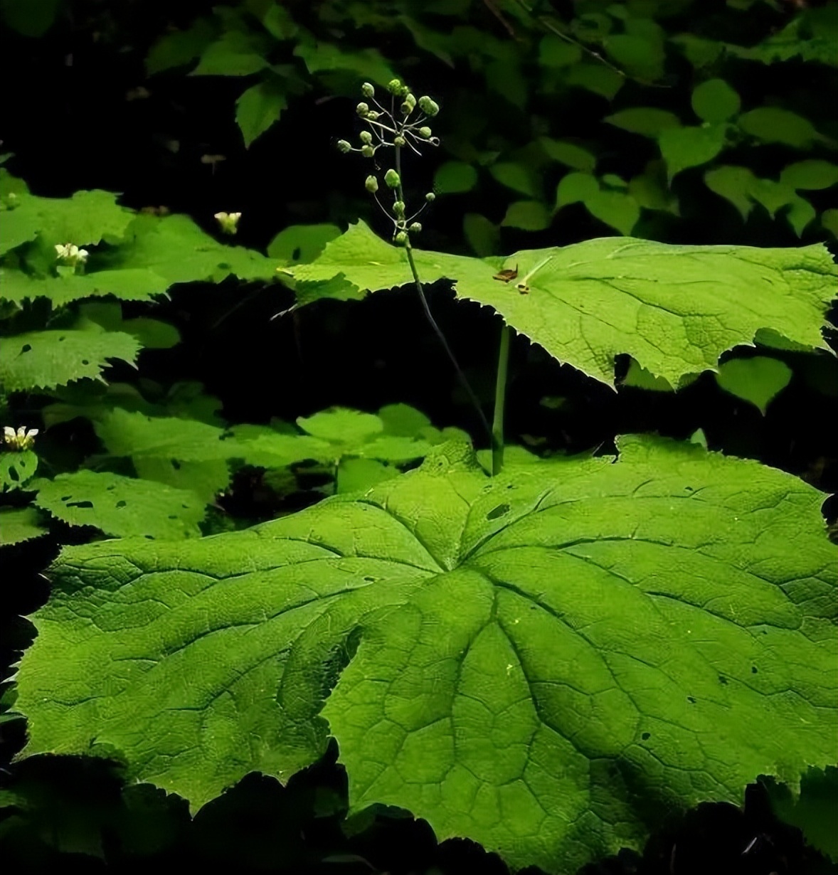 山荷叶·开在山间的魔法精灵，滴落的雨水能让她变得水晶般透明