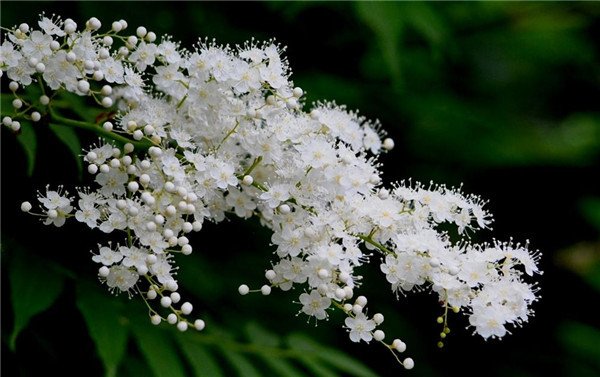 适合北方的花卉珍珠梅,珍珠梅的开花图片大全