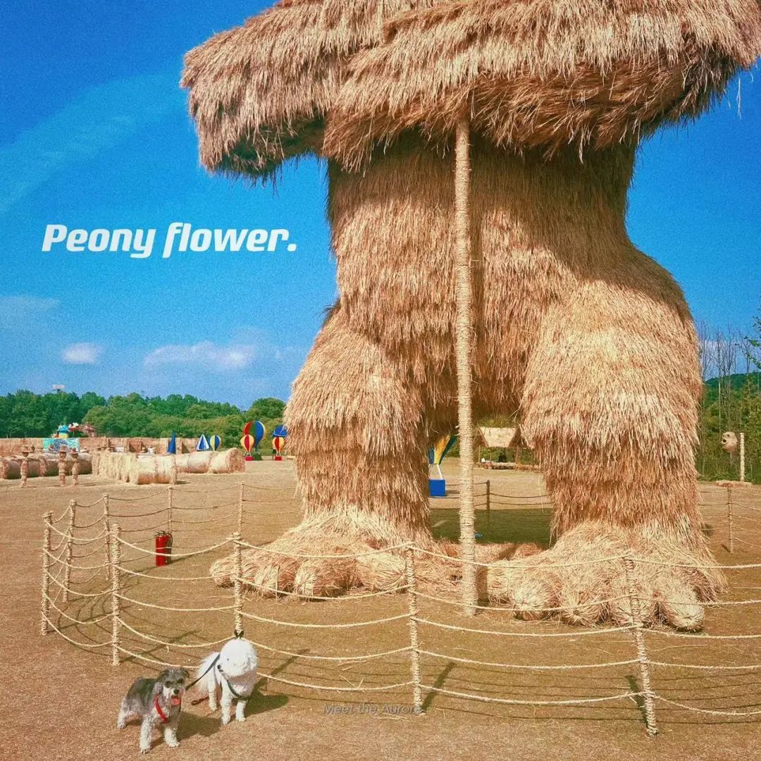 毛毛宠城堡新宠：吉米｜一只小狗的幸运之神，是妈妈呀