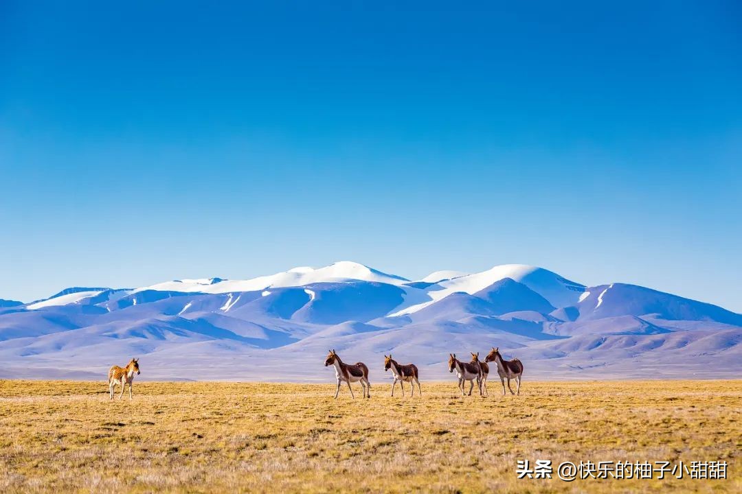 绌胯秺鍥涘ぇ鏃犱汉鍖哄彲鍙タ閲岀涔濆ぉ,鍙彲瑗块噷鏋侀檺涔嬫梾