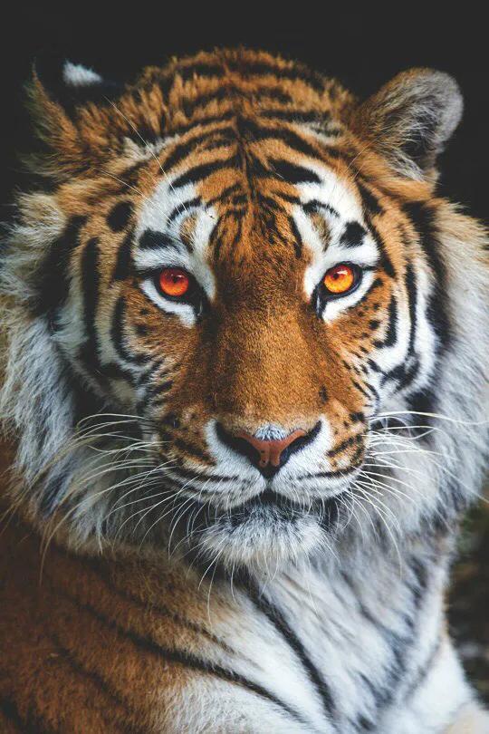 戏说老虎图文杂汇