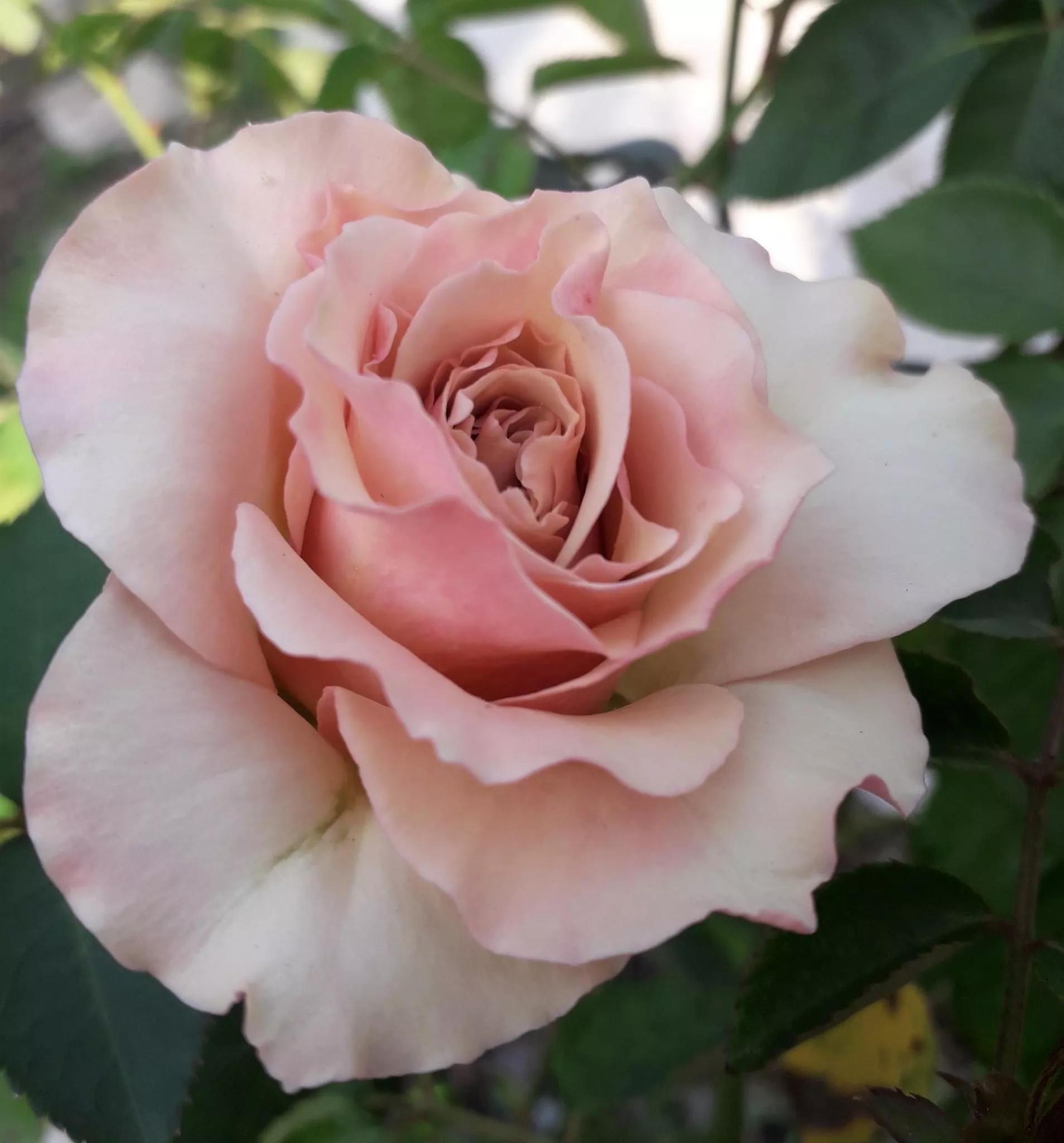 月季品种醉花,月季品种大全及图片欣赏